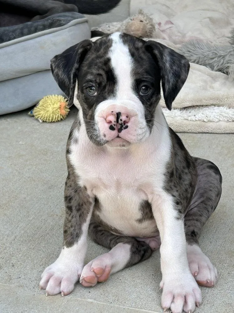 Odin