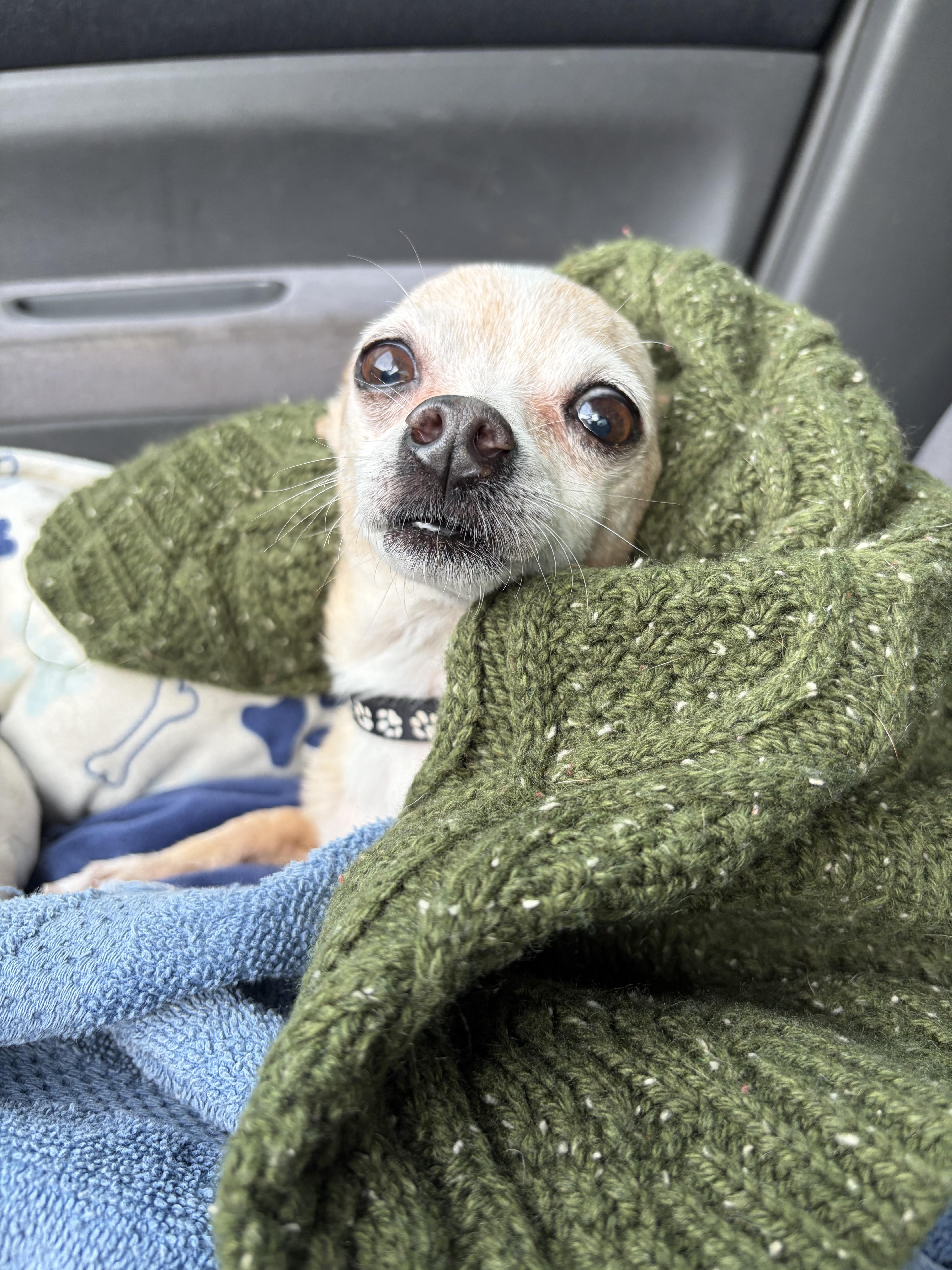 A senior small-sized male Apricot / Beige Chihuahua dog named Tito for adoption in Lorida, FL