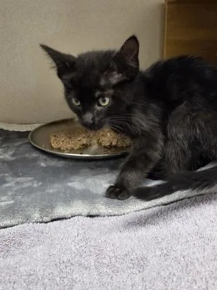 A baby small-sized female Domestic Short Hair cat named Minnie for adoption in Bellevue, WA