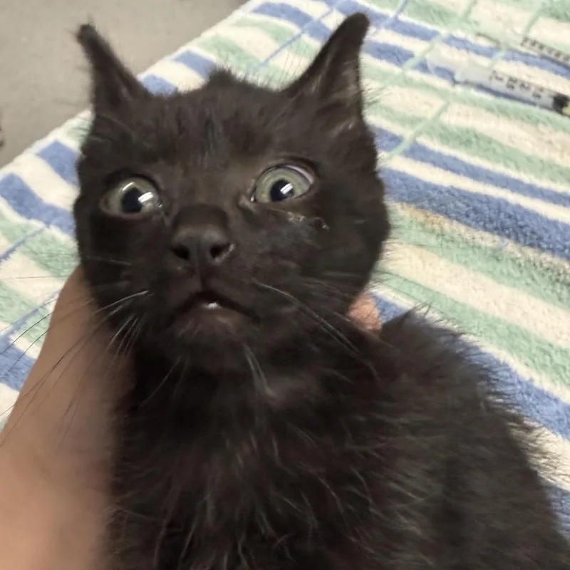 A baby small-sized male Black Domestic Short Hair cat named Cosmo for adoption in Fort Bragg, CA