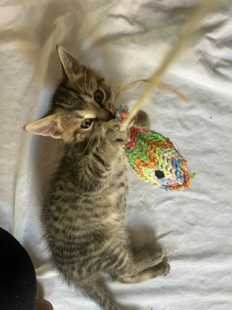 A baby medium-sized female Tabby (Brown / Chocolate) Domestic Short Hair cat named Little for adoption in Hudson, NY