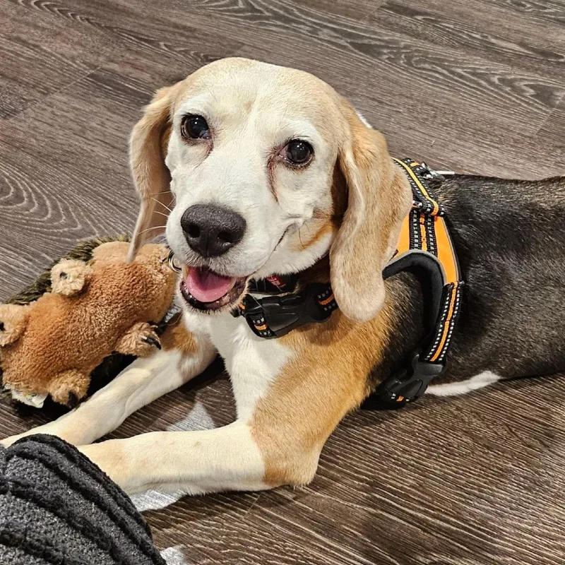 A senior medium-sized female Brown / Chocolate Beagle dog named Myra for adoption in Nowata, OK