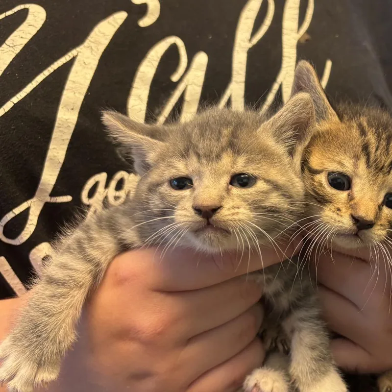 A baby small-sized female Gray / Blue / Silver Domestic Short Hair cat named Sahara for adoption in Pennsville, NJ