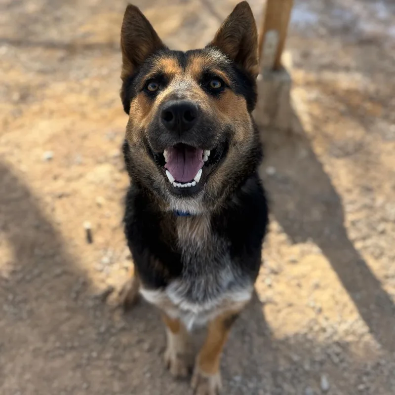 An adult small-sized male Black German Shepherd Dog dog named Apollo for adoption in Las Vegas, NV