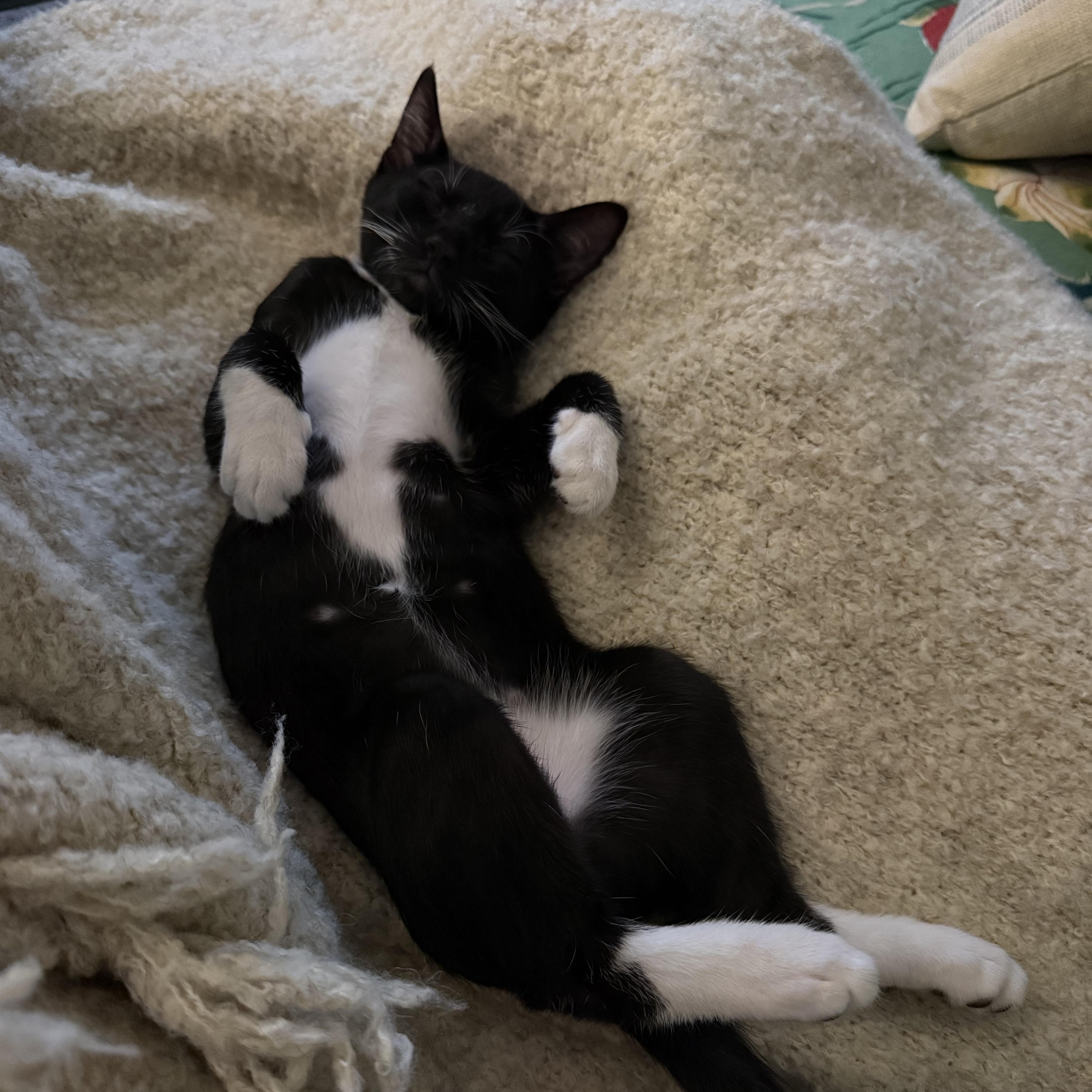 A baby large-sized male Black & White / Tuxedo Domestic Short Hair cat named Leroy Brown for adoption in Los Angeles, CA