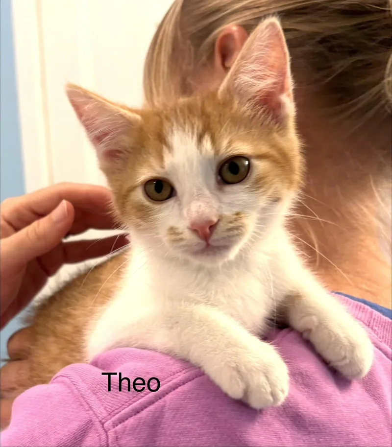 A baby small-sized male Domestic Short Hair cat named Theo for adoption in Annapolis, MD