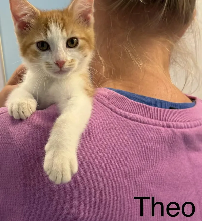 Theo thumbnail 2