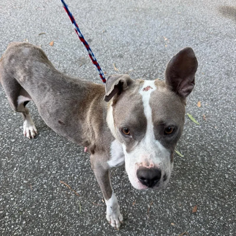 An adult medium-sized female White / Cream Mixed Breed dog named Miracle for adoption in Greensboro, NC