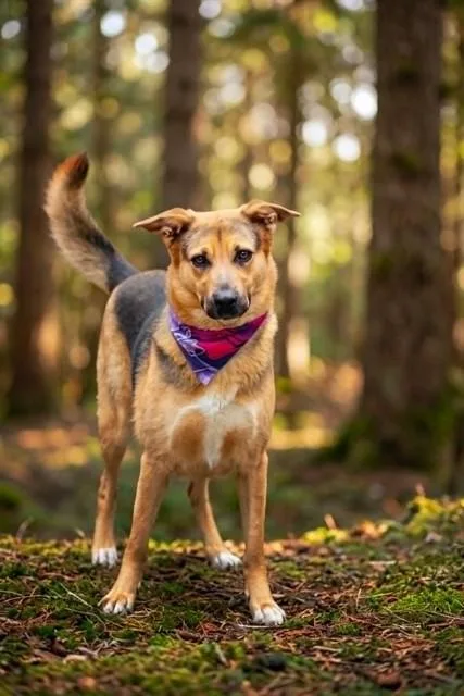 An adult large-sized female German Shepherd Dog dog named Lola for adoption in Belleville, IL