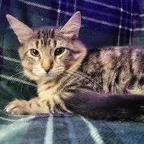 Veronica thumbnail 2