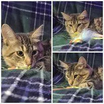 Veronica thumbnail 3