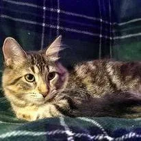 Veronica thumbnail 4