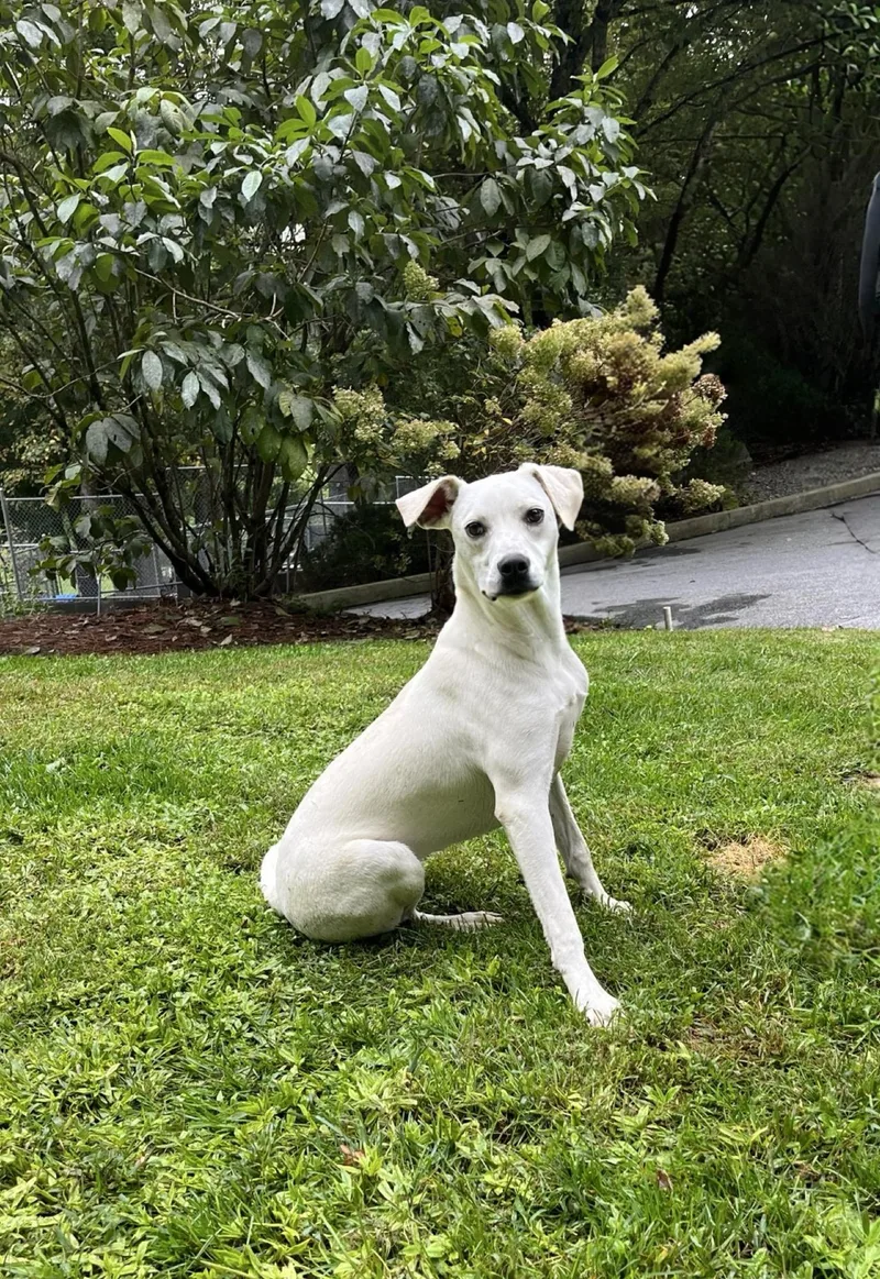 An adult medium-sized female Labrador Retriever dog named Tiffany for adoption in Cashiers, NC