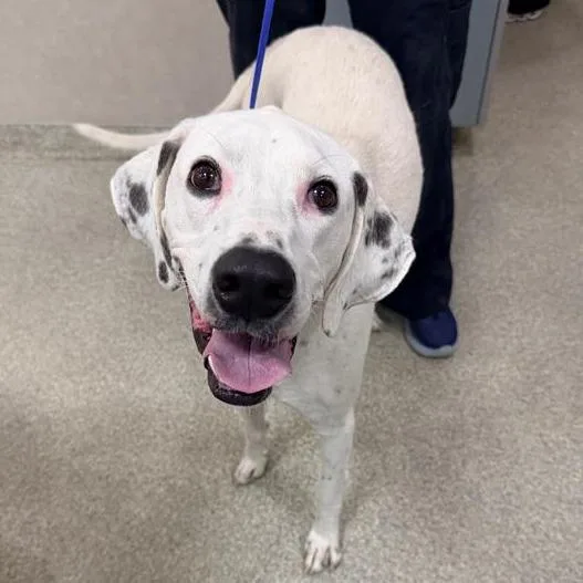 An adult large-sized male Mixed Breed dog named Pongo for adoption in Jacksonville, FL