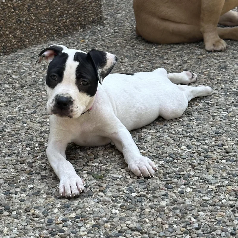 A baby large-sized female White / Cream Pit Bull Terrier dog named Haystack for adoption in Detroit, MI