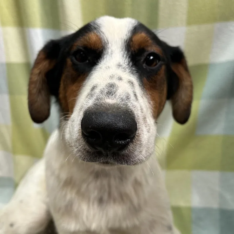 A young medium-sized male White / Cream Australian Cattle Dog / Blue Heeler dog named Gavin for adoption in West Point, MS