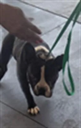 A young large-sized male American Bulldog dog named Cubin for adoption in Los Angeles, CA