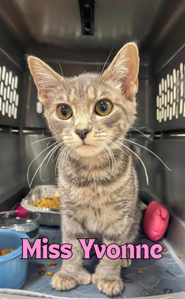 A baby medium-sized female Domestic Short Hair cat named Miss Yvonne for adoption in Rome, GA