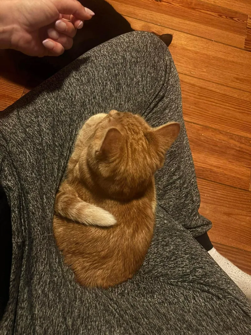 A young medium-sized male Orange / Red Domestic Short Hair cat named Spenser for adoption in Sicklerville , NJ