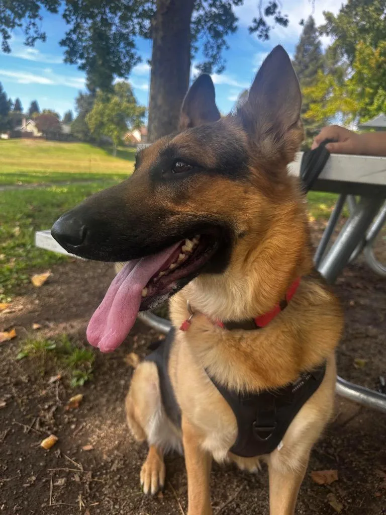 An adult medium-sized female Shepherd dog named Lulu for adoption in Napa, CA