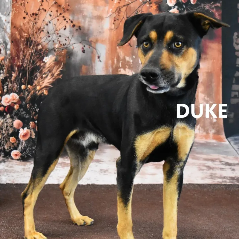 Duke