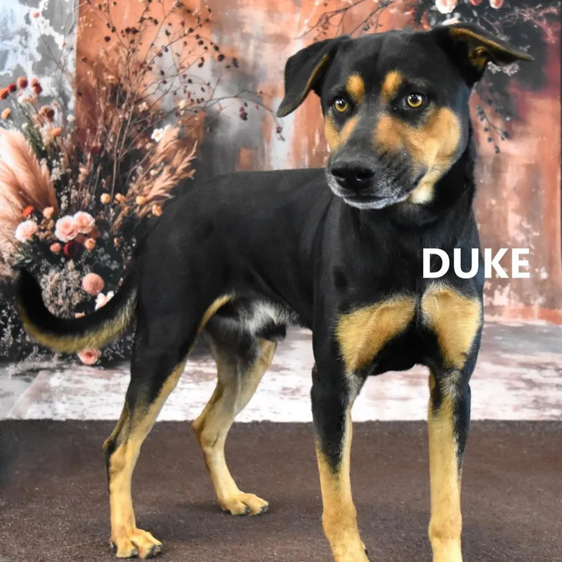 Duke thumbnail 2