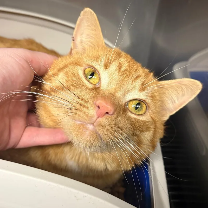 An adult large-sized male Orange / Red Domestic Short Hair cat named Chef Boyardee for adoption in PITTSBURGH, PA