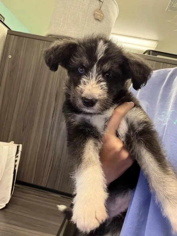 A baby small-sized female Australian Shepherd dog named Mia for adoption in Mobile, AL