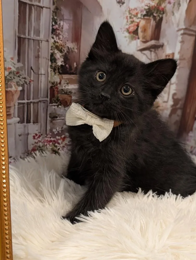 A baby small-sized male Black Domestic Medium Hair cat named Simba for adoption in Fremont, CA