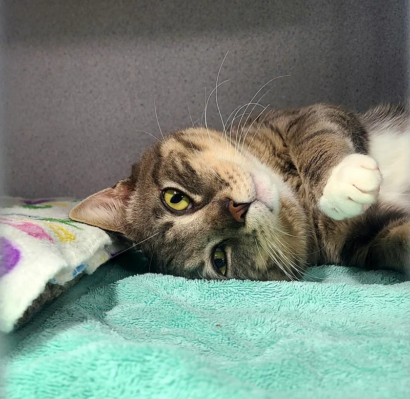A young medium-sized male Gray & White Domestic Short Hair cat named Eddy for adoption in Kirkland, WA