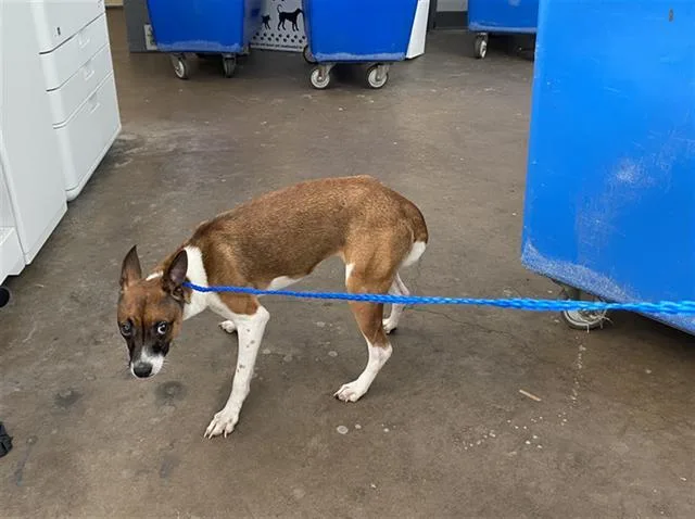 A young medium-sized male Mixed Breed dog named Ben for adoption in Dallas, TX