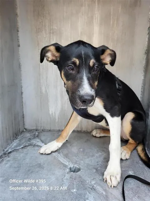 A baby small-sized male German Shepherd Dog dog named Gus for adoption in San Antonio, TX