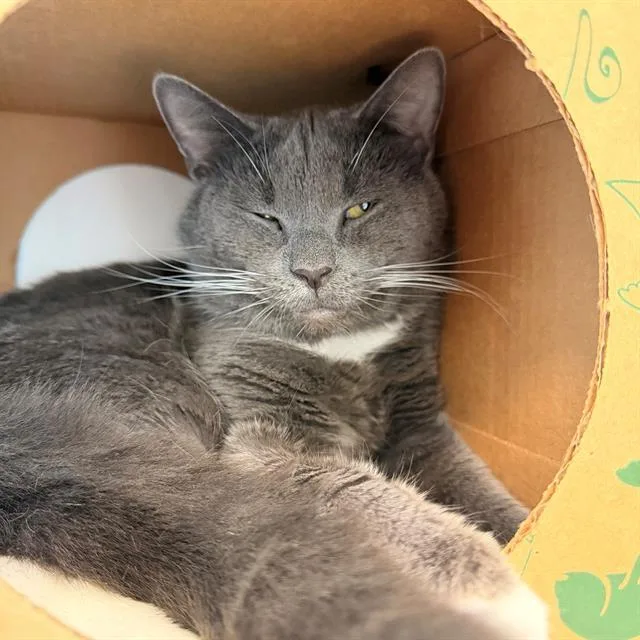 An adult small-sized male Domestic Short Hair cat named Mac for adoption in Indianapolis, IN