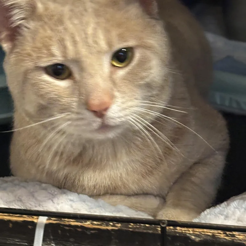 Chuck Norris thumbnail 2