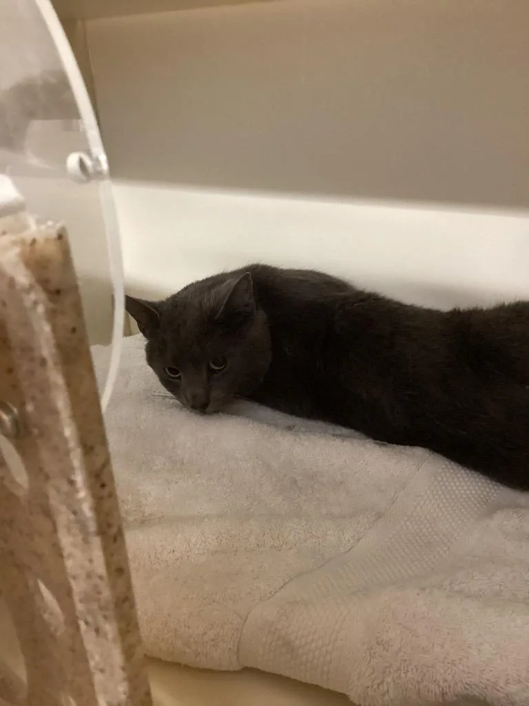 An adult medium-sized male Domestic Short Hair cat named Working Cat: Mr. Gray for adoption in Bloomington, IN