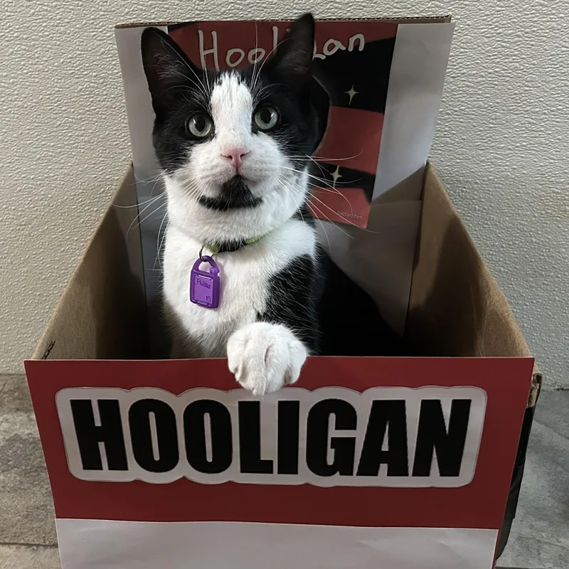 An adult medium-sized male Black & White / Tuxedo Domestic Short Hair cat named Flubber for adoption in La Salle, IL