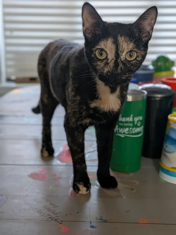 An adult medium-sized female Domestic Short Hair cat named Buttercup for adoption in Salisbury, NC