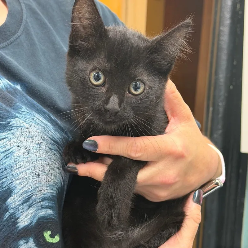 A baby medium-sized female Black Domestic Short Hair cat named Rihanna for adoption in Hudson, NY
