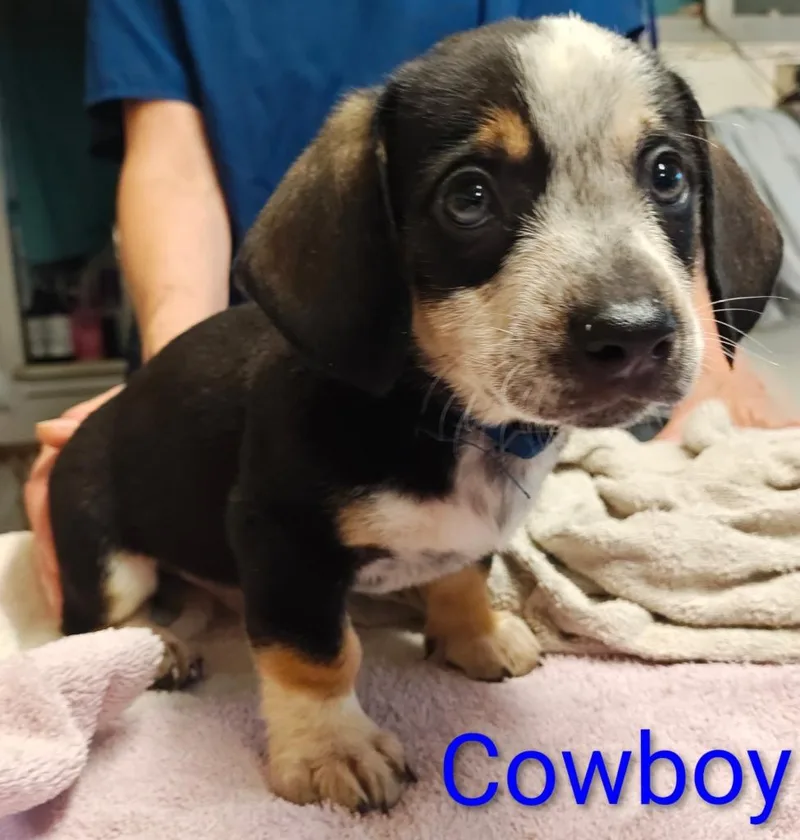 A baby small-sized male Corgi dog named Cowboy for adoption in Mena, AR