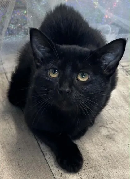 An adult small-sized female Domestic Short Hair cat named Yahtzee for adoption in Shreveport, LA