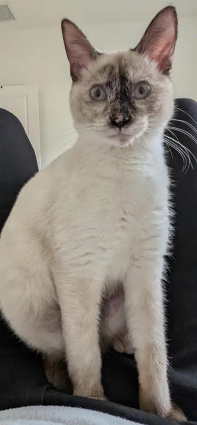A young medium-sized female Seal Point Siamese cat named Lotus for adoption in Duette, FL