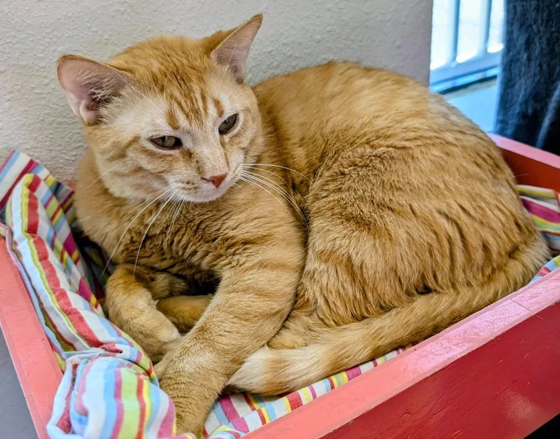A young medium-sized male Domestic Short Hair cat named Patrick O'mally for adoption in Peoria, AZ