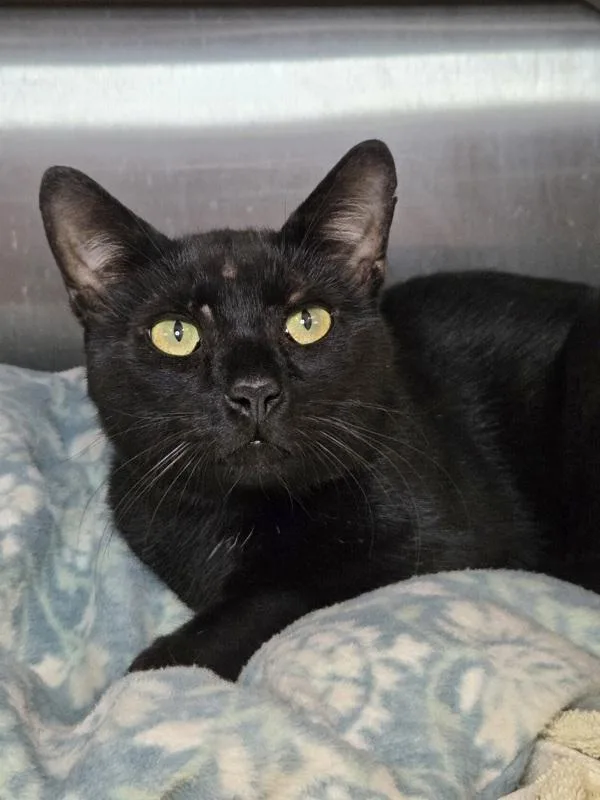 An adult medium-sized male Domestic Short Hair cat named Cahir for adoption in Millersville, MD