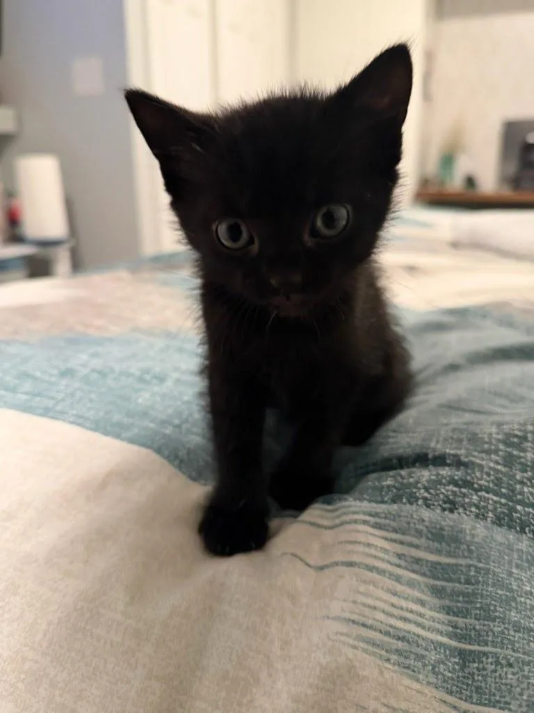 A baby medium-sized female Domestic Short Hair cat named April Parker for adoption in Parkville, MD