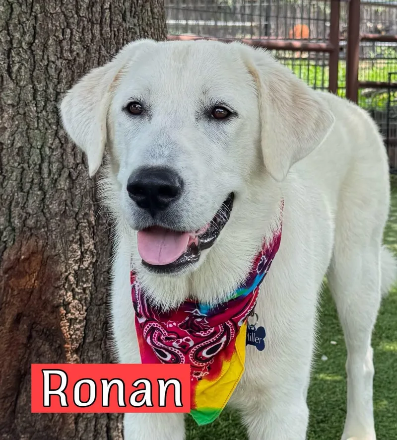 Ronan thumbnail 2
