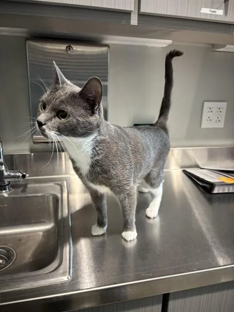 A young medium-sized female Domestic Short Hair cat named Spoon for adoption in Leesburg, VA