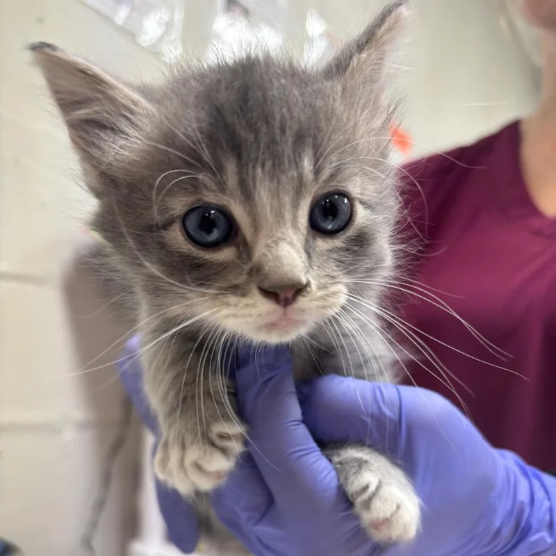 A baby small-sized male Domestic Short Hair cat named Zoom for adoption in Clanton, AL