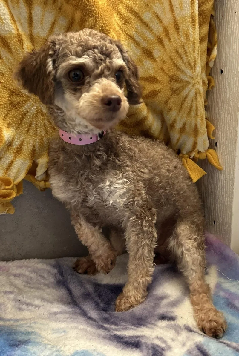 Mulan Mar