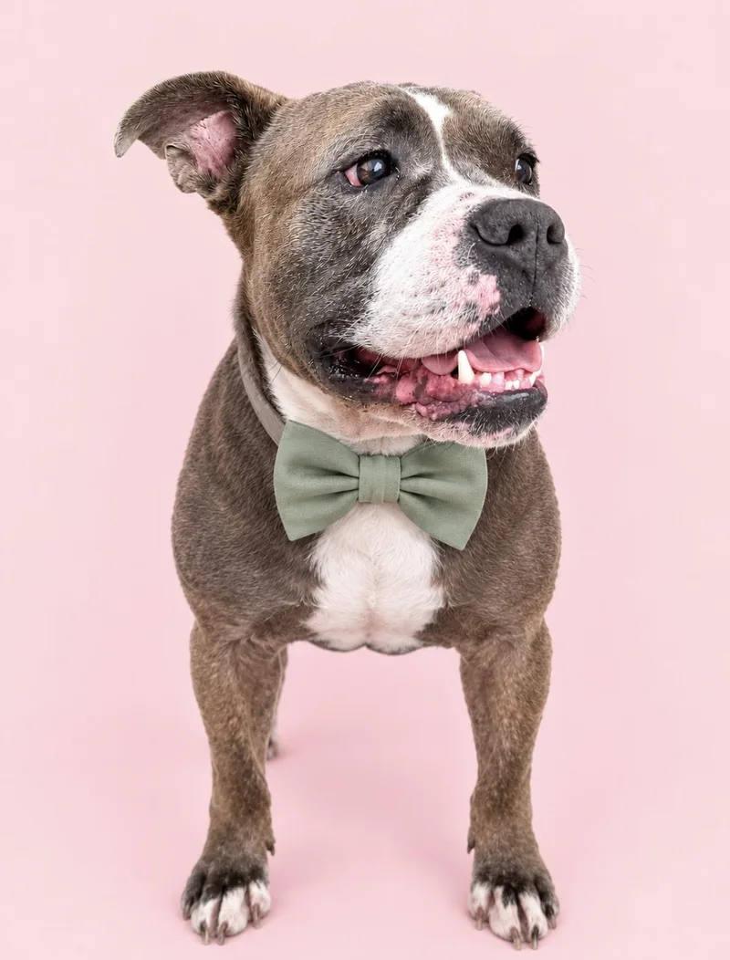 An adult large-sized male American Staffordshire Terrier dog named Bronco for adoption in Fort Lauderdale, FL