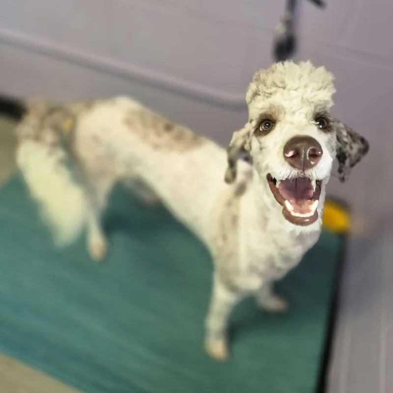 A young medium-sized male White / Cream Miniature Poodle dog named Lego for adoption in Louisville, KY